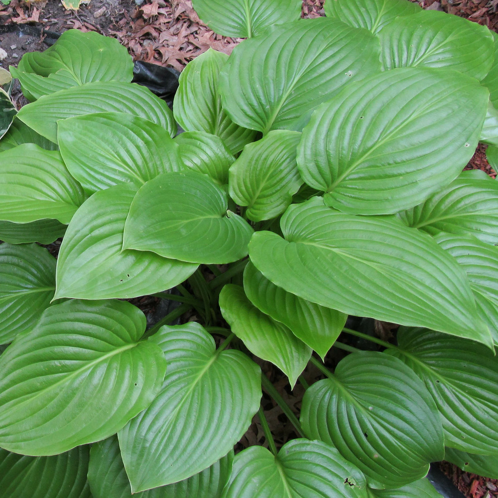 Hosta ventricosa godet de 8/9 cm