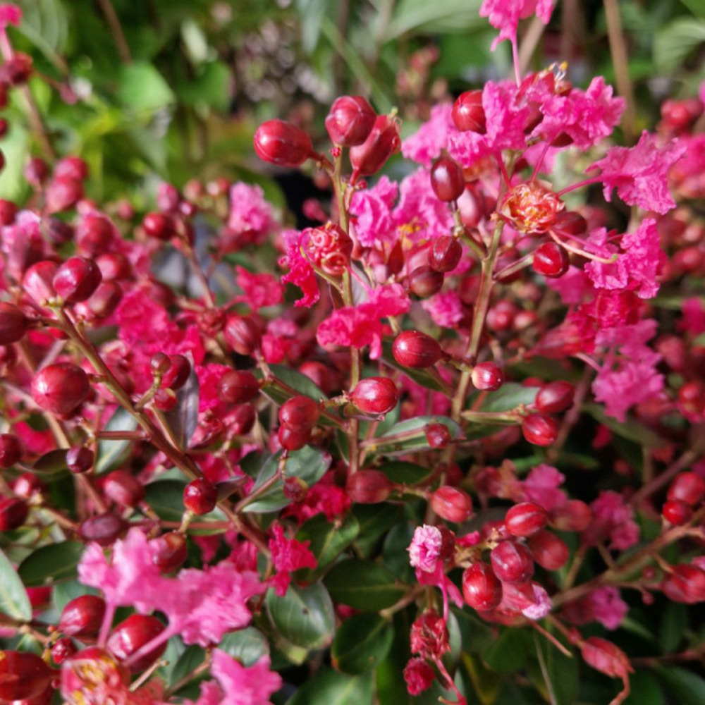 Lilas des indes petite red, lagerstroemia pot de 3l - 40/60 cm