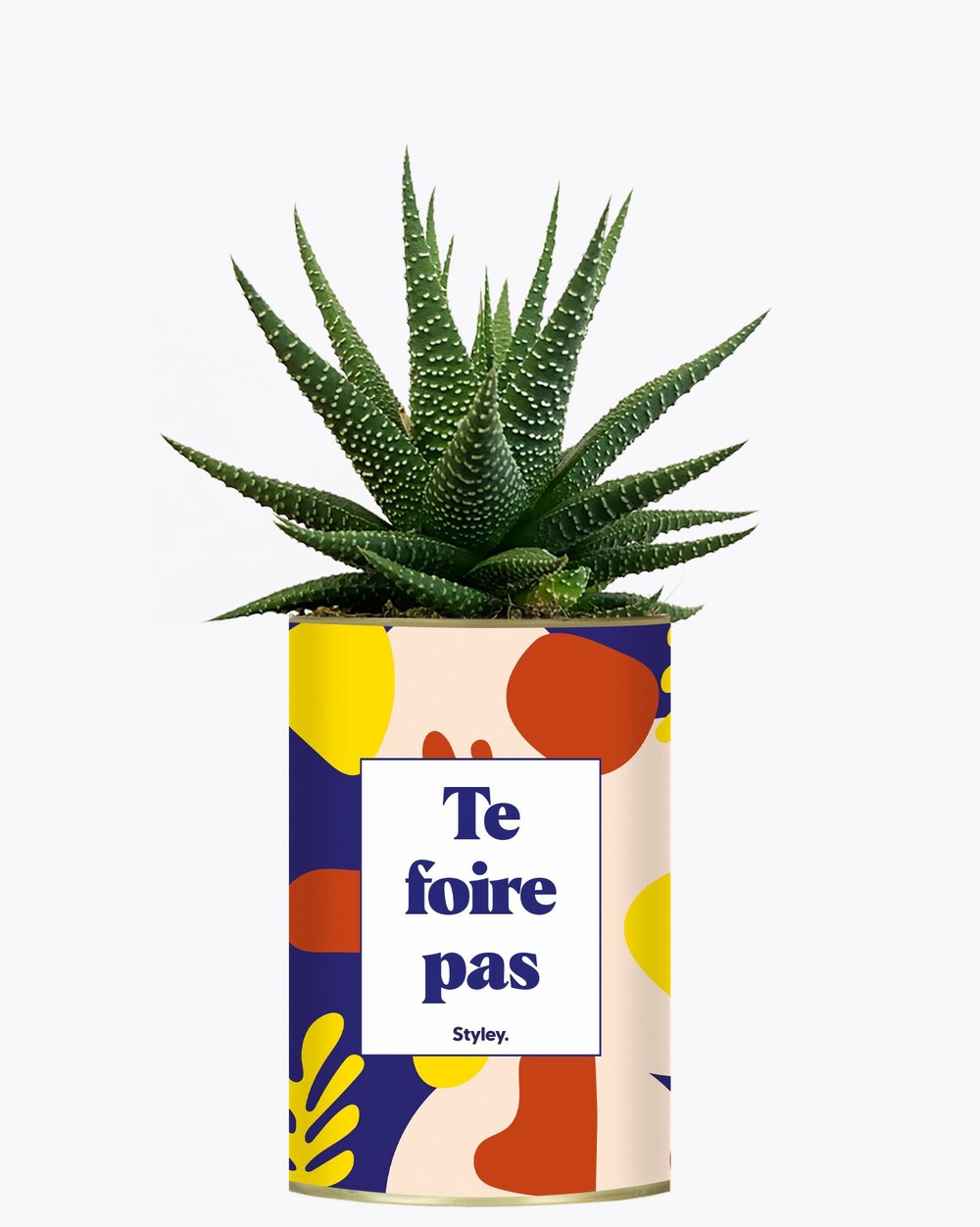 Plante à message - te foire pas - cactus
