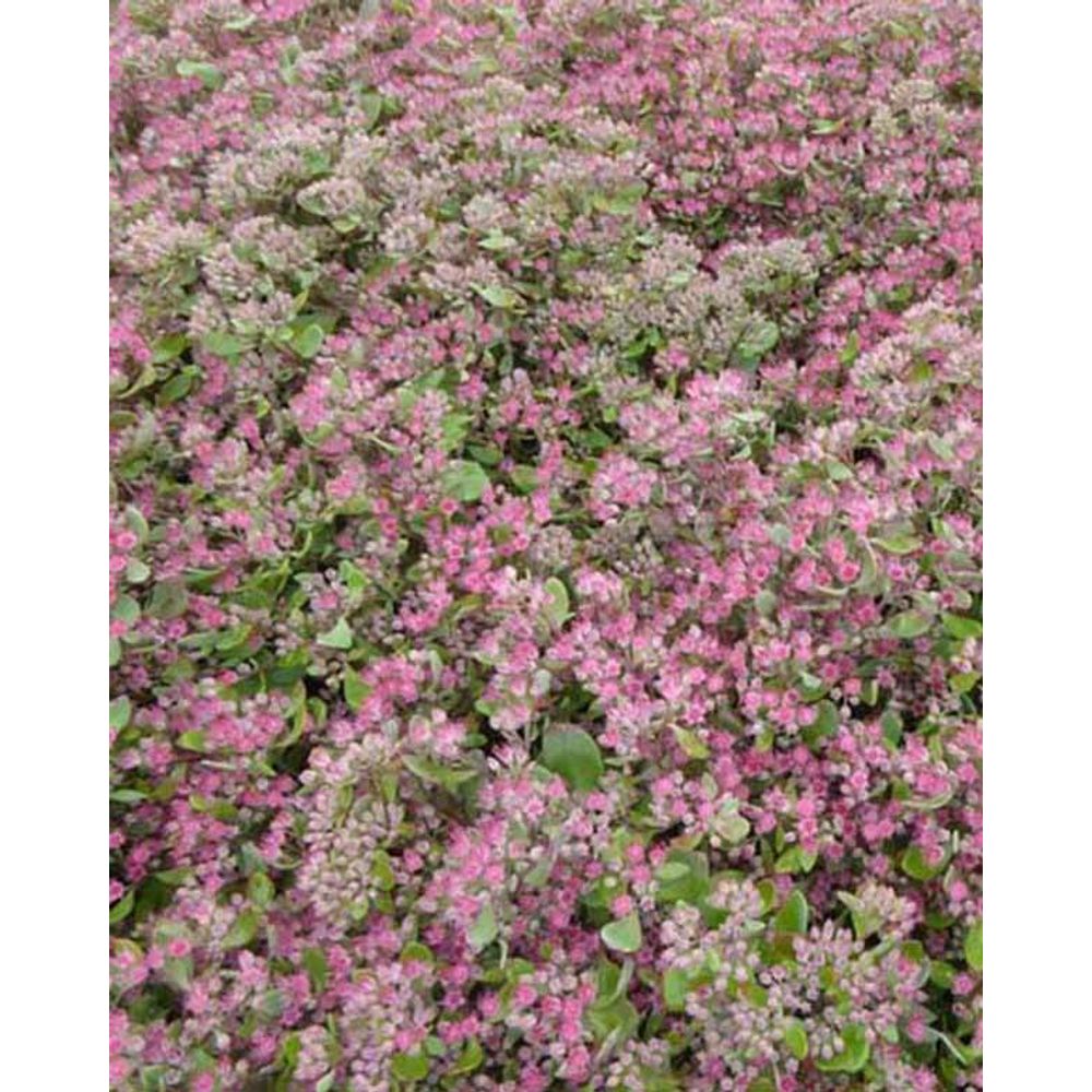 3 sedum ruby glow - les 3 pots / ø 9cm | Truffaut