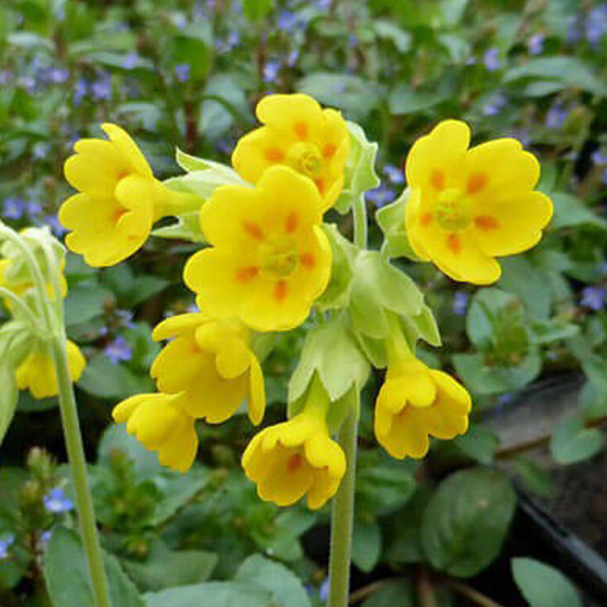 6 x coucou - primula veris - godet 9cm x 9cm