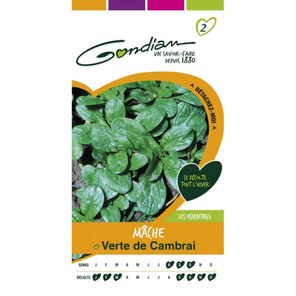 Mache verte de cambrai