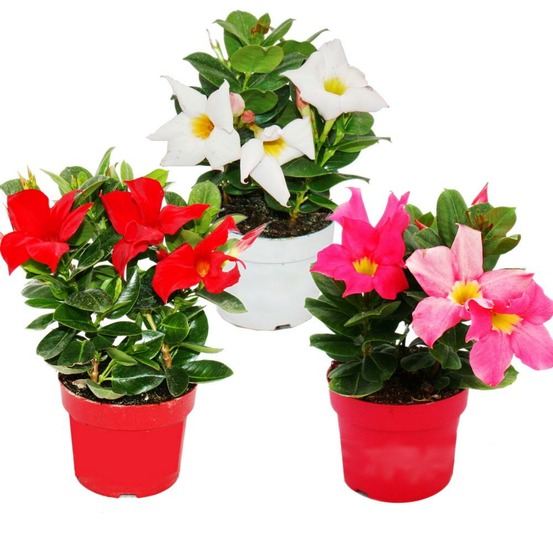 Dipladenia - jasmin du chili - pot 9cm - set de 3 plantes - mélange de couleurs