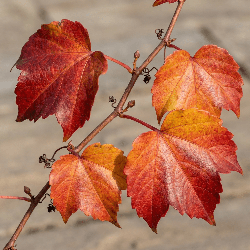 Vigne vierge de boskoop - grimpante au feuillage flamboyant - plante d'extérieur - lot de 2