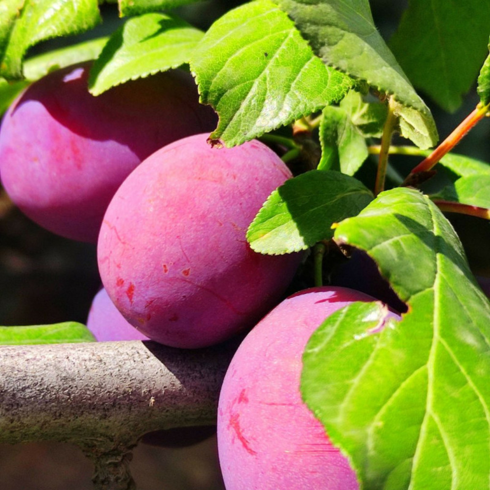 Prunier reine claude dalthan 120cm 5l - prunus domestica