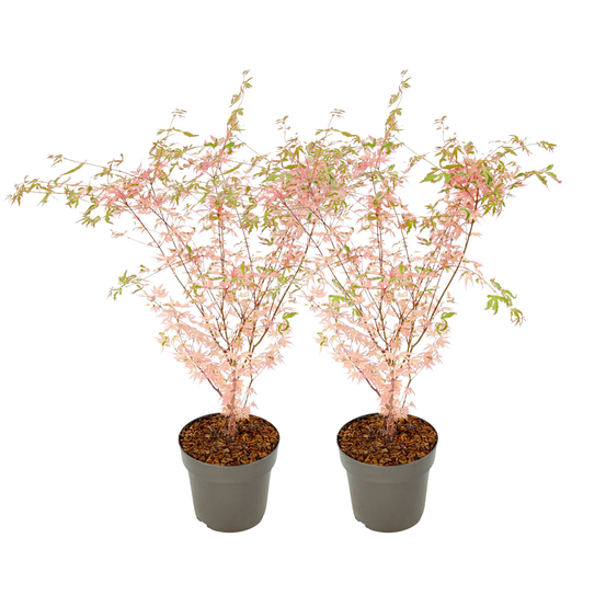 Érable du japon - set de 2 - acer palmatum 'taylor' - hauteur 50-60cm - ⌀19cm