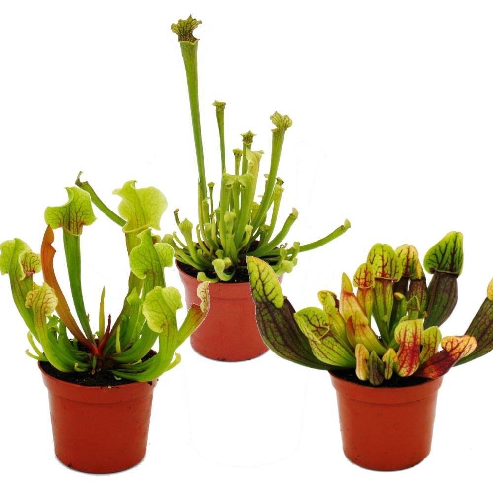 Trio de plantes tubulaires - 3 plantes sarracenia différentes dans un set - plantes carnivores - pot de 9cm