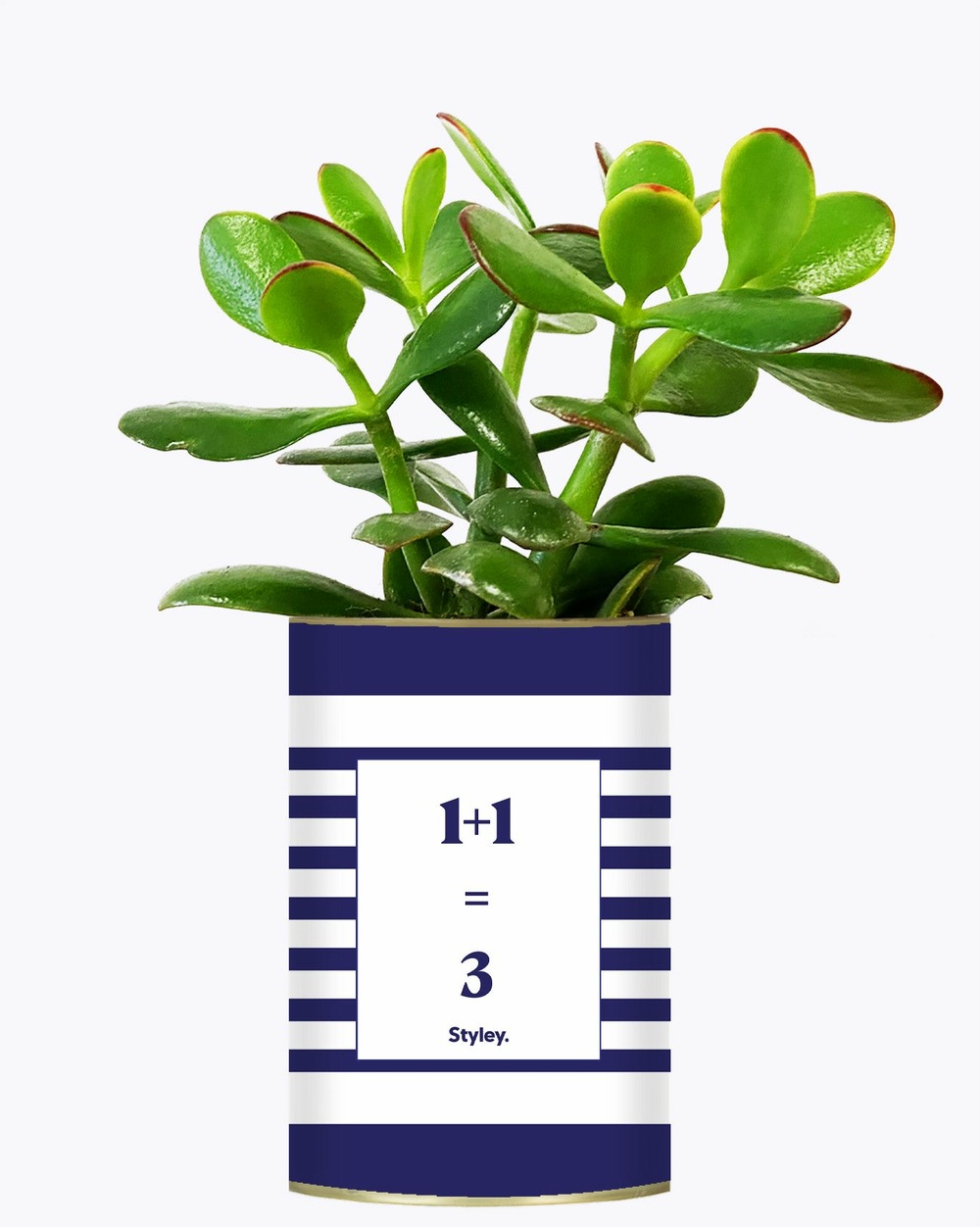 Plante facile à entretenir - 1 plus 1 égal 3 - plante