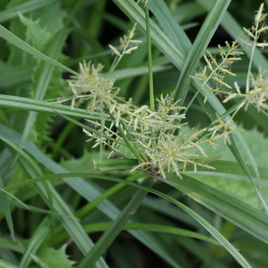 Souchet comestible lot de 5 godets