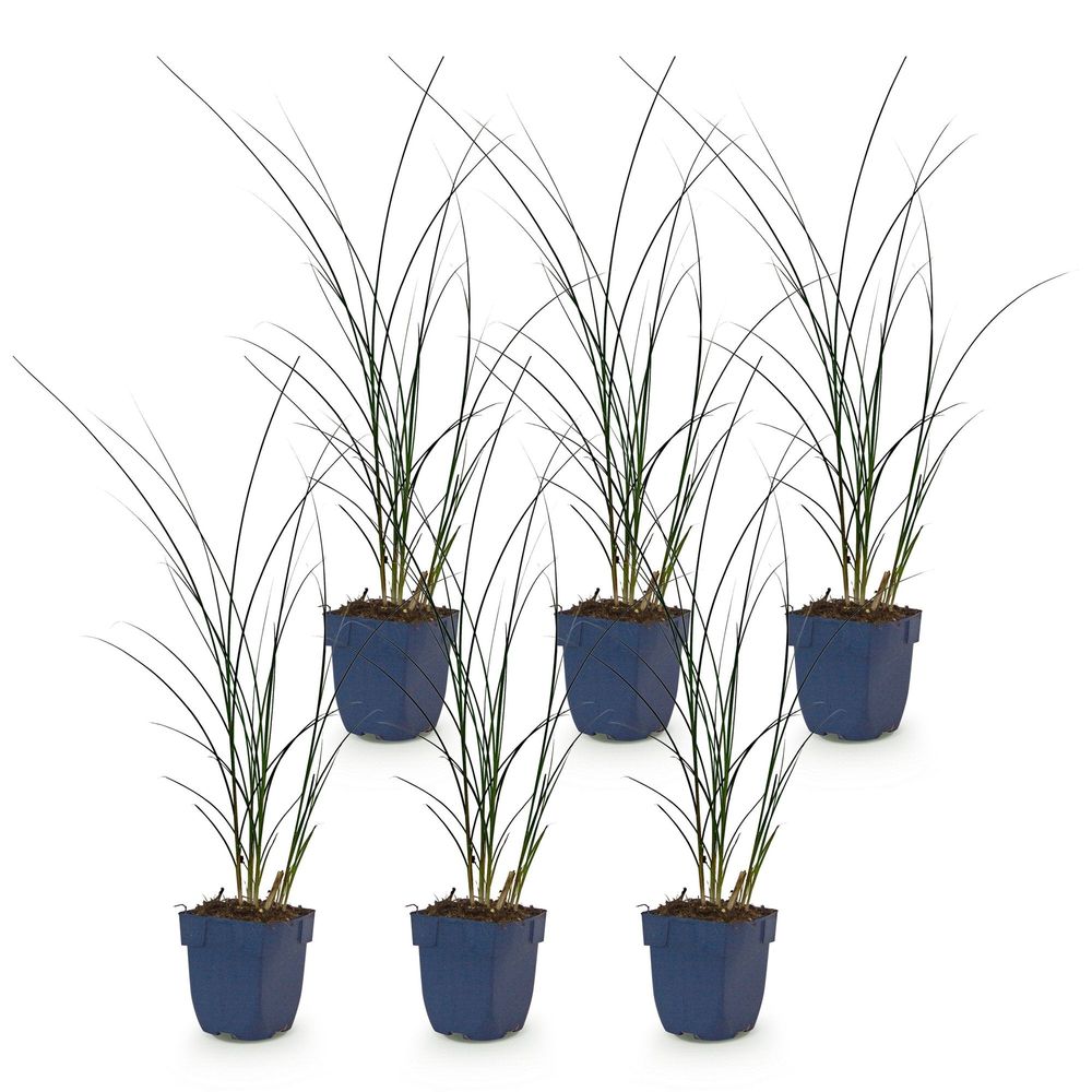 Roseau de chine 'gracillimus' - lot de 6 - pot 11 cm - hauteur 25 cm - plante d'extérieur