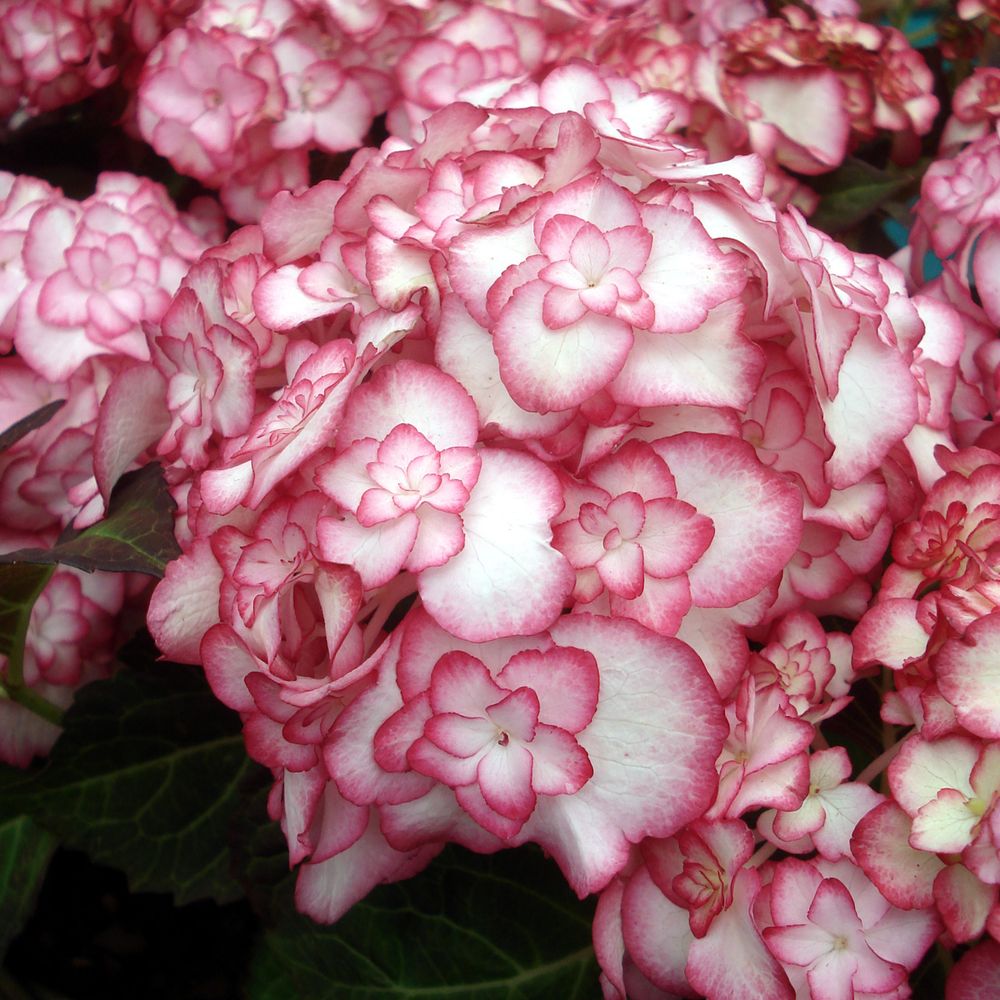 Hortensia 'miss saori' pot de 7,5l/10l