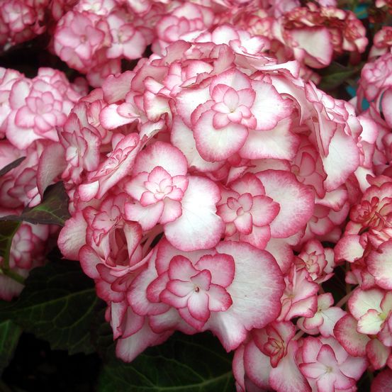 Hortensia 'miss saori' pot de 7,5l/10l