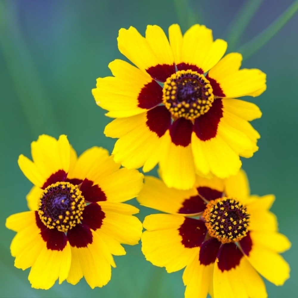 Graines de chrysanthemum montagnard à deux couleurs (jaune et rouge) 5 paquets