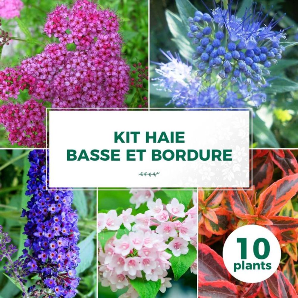 KIT HAIE BASSE BORD 10P GF400-(766742)