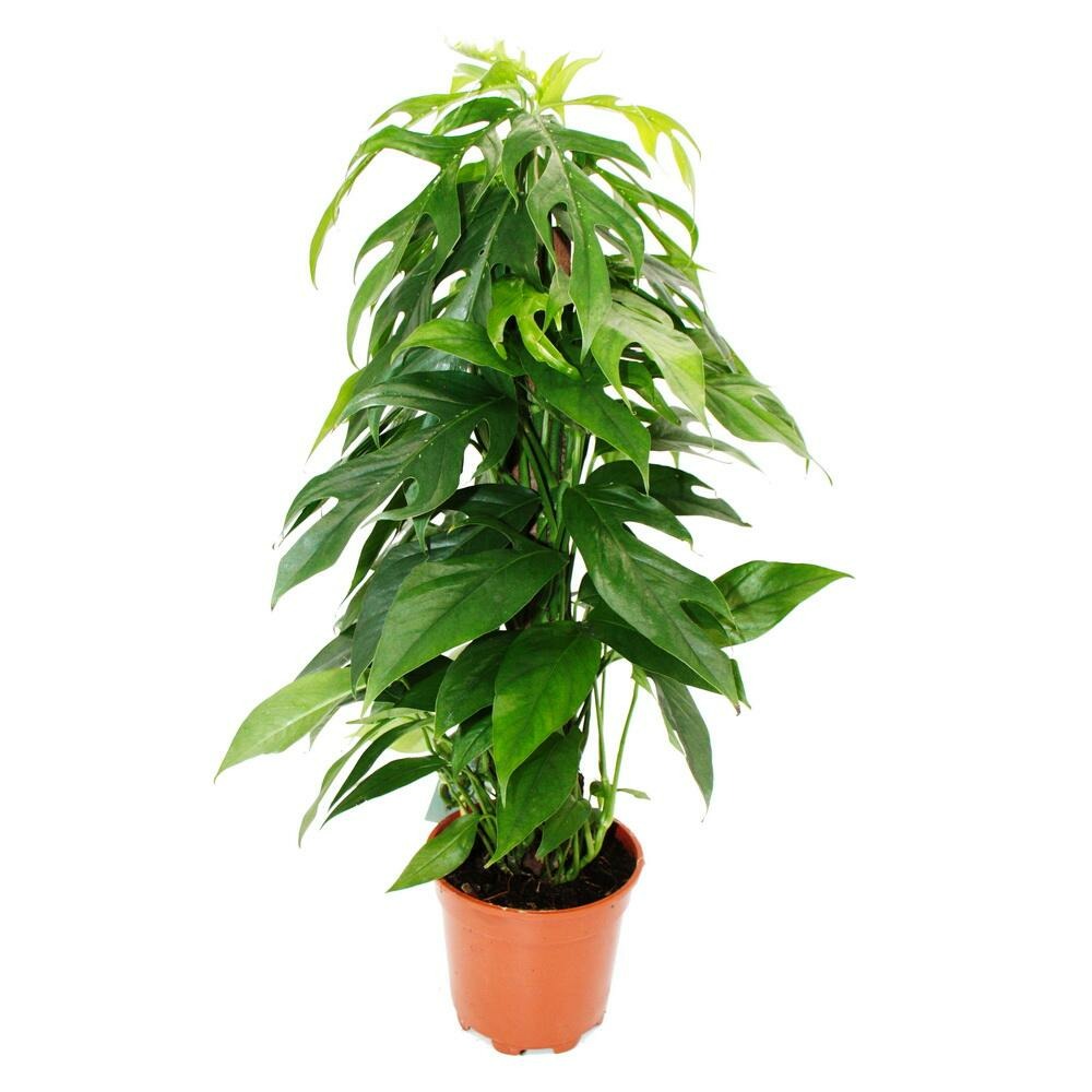 Epipremnum pinnatum baltic blue