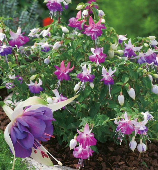 Fuchsia blue sarah plante vivace - 3 godets