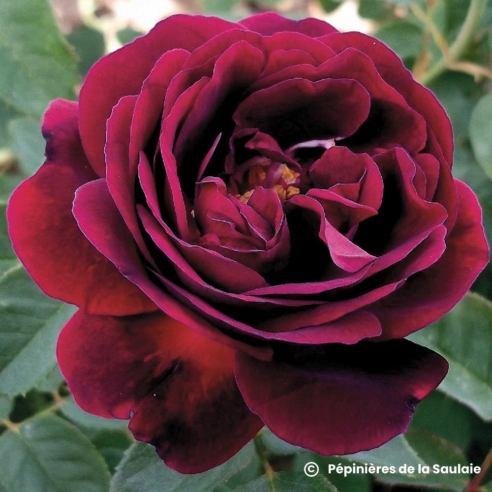 Rosier 'souvenir du dr. Jamain'