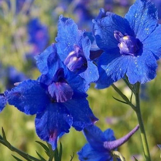6 x pied d'alouette belladone 'blauer zwerg' - delphinium grandiflorum 'blauer zwerg' - godet 9cm x 9cm
