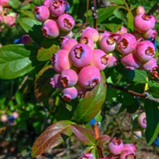 Myrtillier 'pink lemonade' ® (vaccinium corymbosum 'pink lemonade' ®)