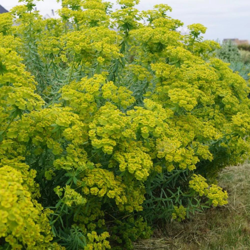 Euphorbe de sibérie seguieriana ssp. Niciciana lot de 3 godets