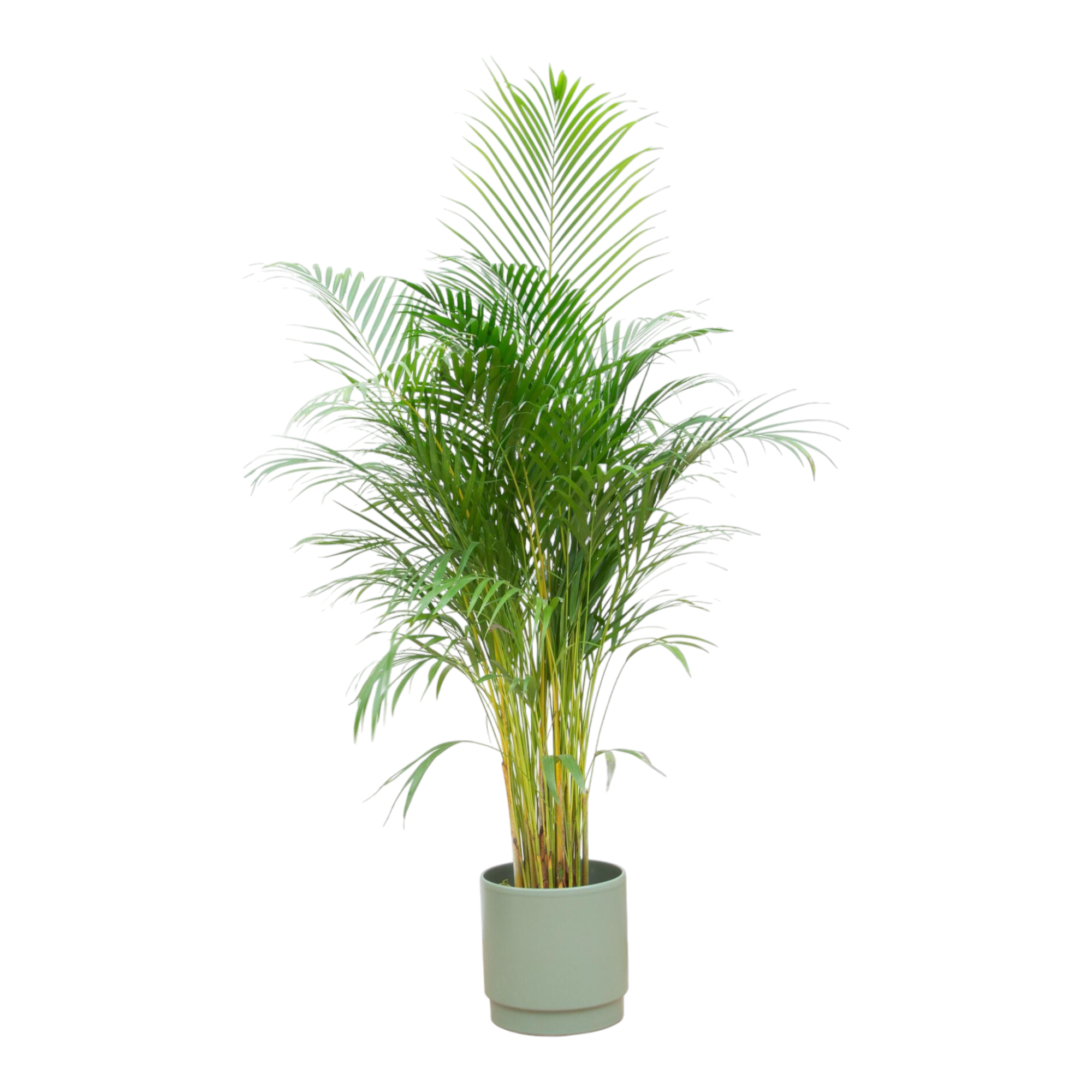 Plante d'intérieur - palmier areca et son cache-pot vert olive 160cm