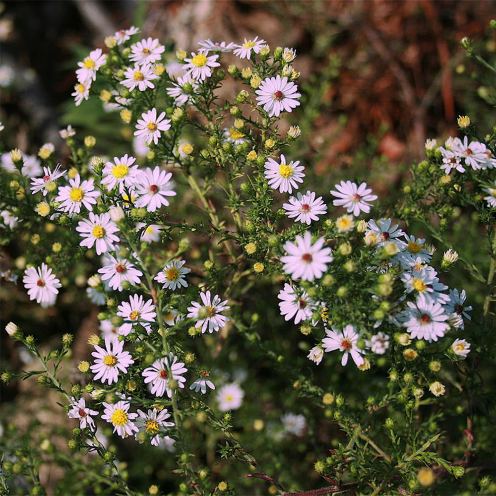 Aster ericoïdes 'pink cloud' pot de 2l/3l