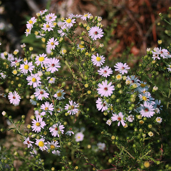 Aster ericoïdes 'pink cloud' pot de 2l/3l