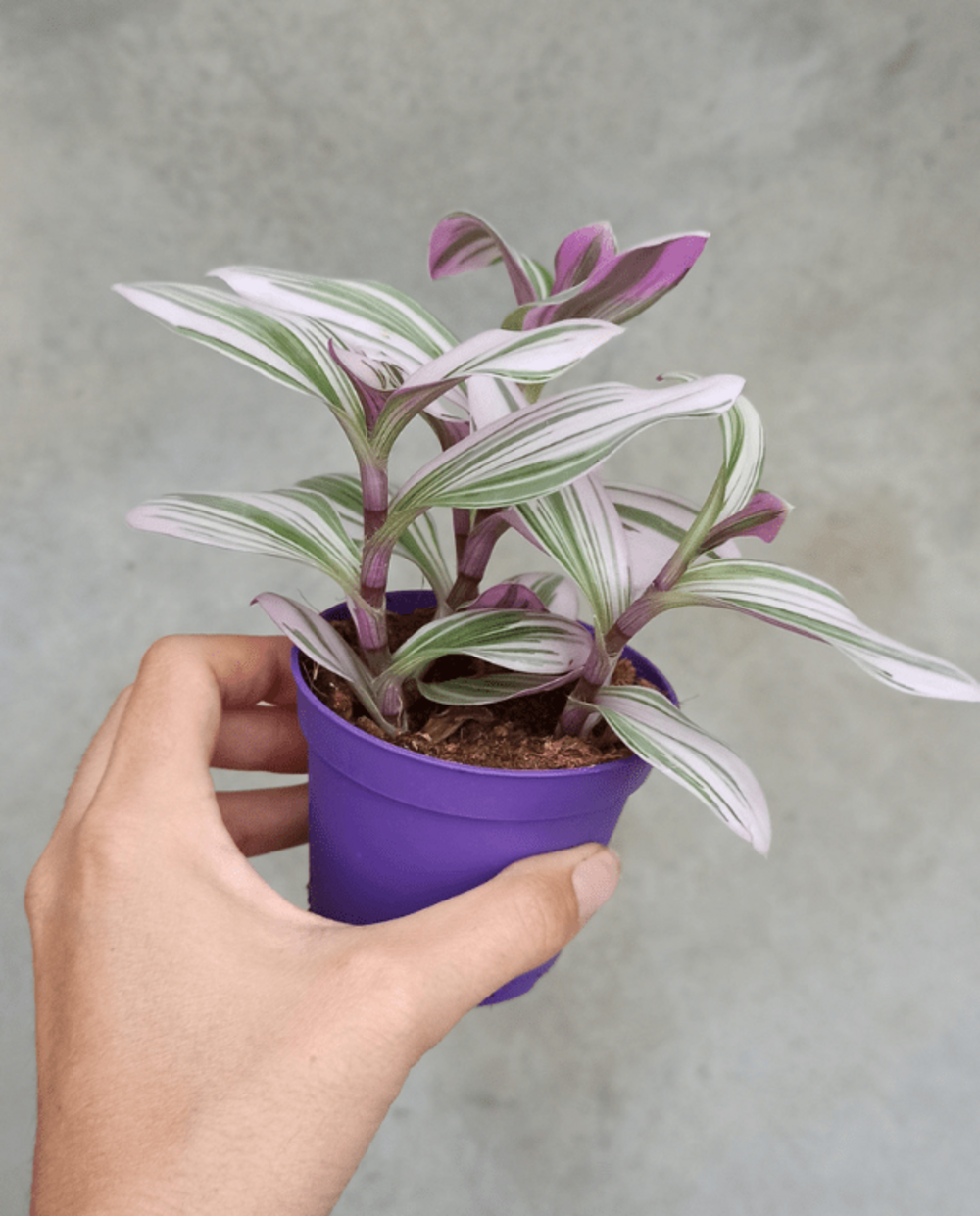 Tradescantia albiflora nanouk medium d. 9cm h. 10cm - plante d'intérieur