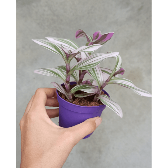 Tradescantia albiflora nanouk medium d. 9cm h. 10cm - plante d'intérieur