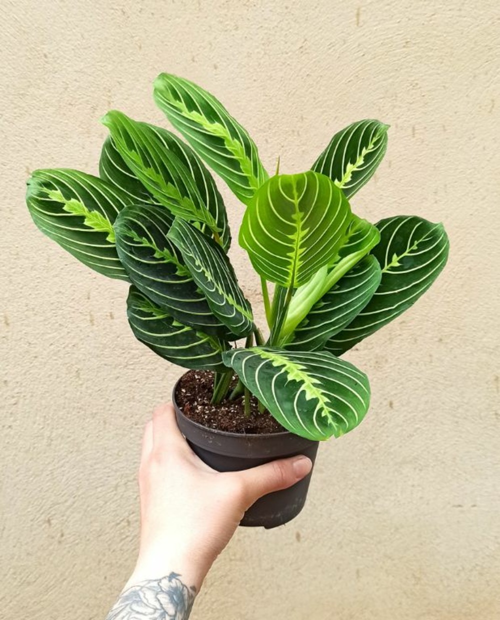 Maranta leuconeura lemon lime - plante paon prière small d. 6cm h. 15cm - plante d'intérieur