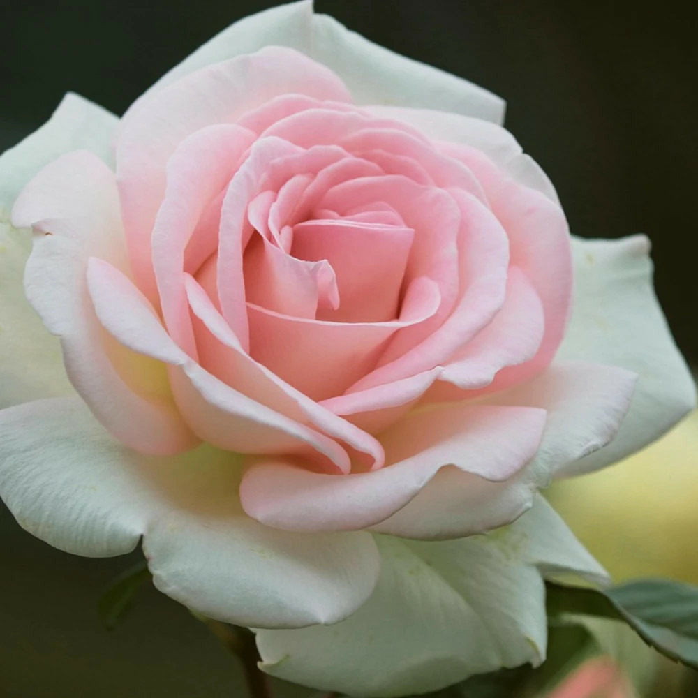 Rosier arbustif la belle ferronnière 'kormaccap' pot de 3l - touffe