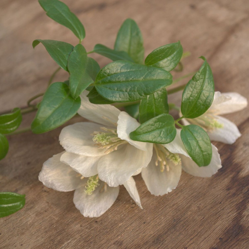 Clématite cireuse cirrhosa wisley cream godet - 5/20 cm