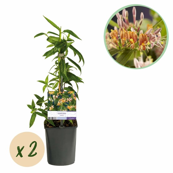 Chèvrefeuille lonicera henryi – lot de 2 – hauteur 40 cm