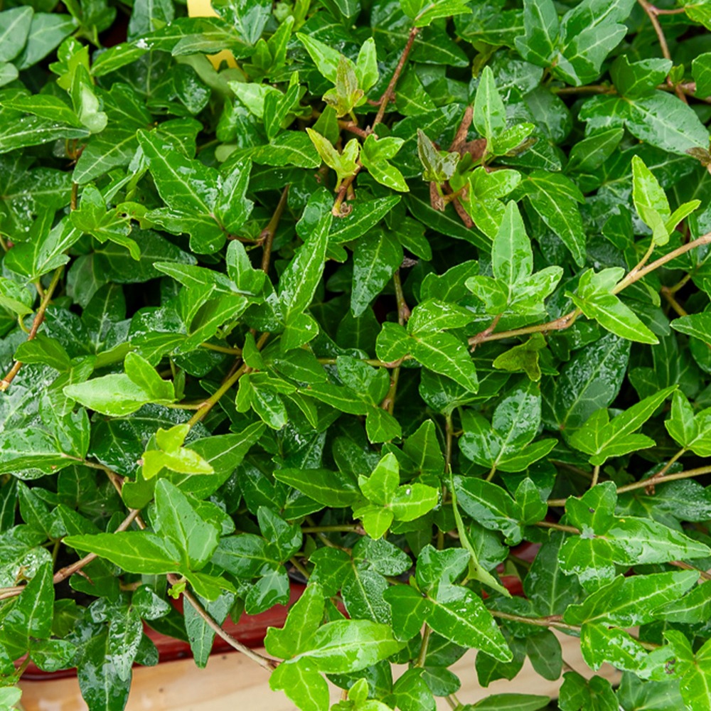 Lierre commun nain shamrock - le pot / ø 9cm, vendu par lot de 2