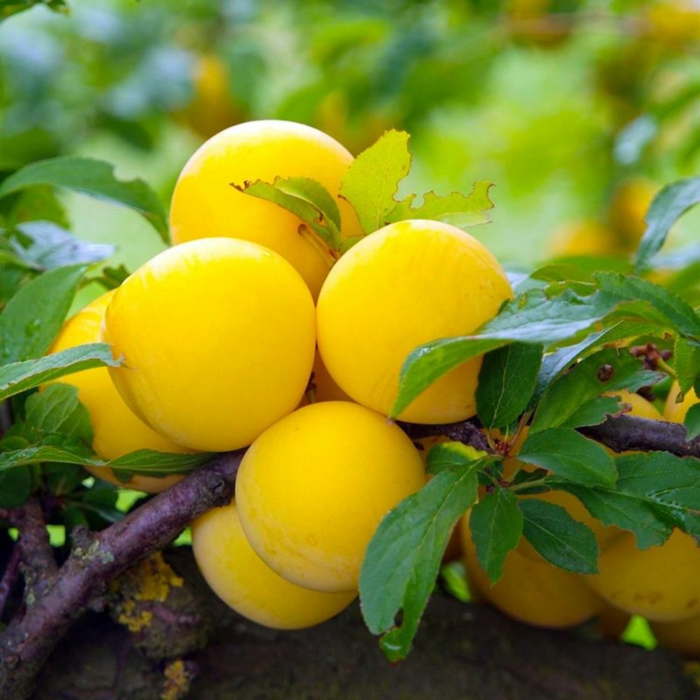 Prunier 'reine claude d'oullins' (prunus domestica 'reine claude d'oullins')