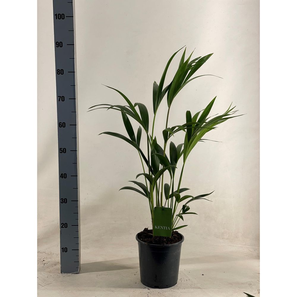 Howea forsteriana - ø19cm - ↕90cm - plantes d'intérieur