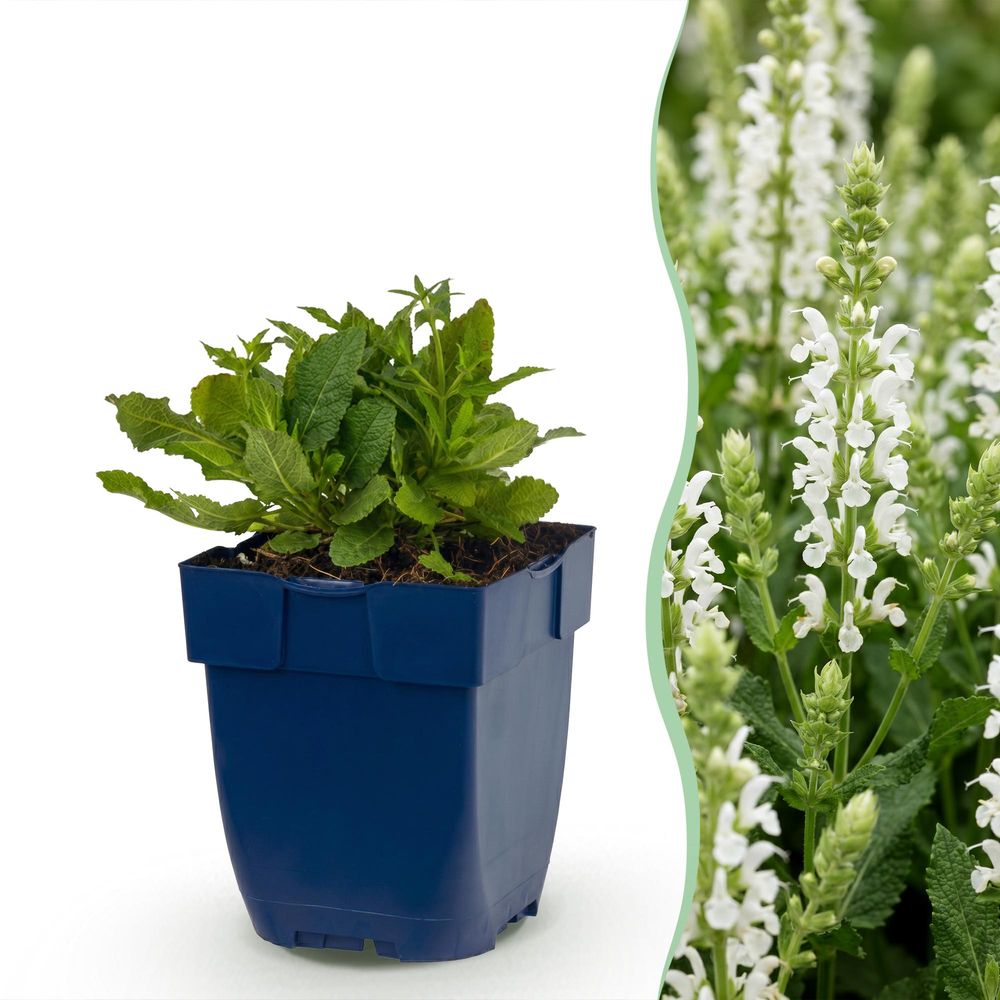 Sauge ornementale 'schneehügel' - lot de 12 - pot 11 cm - hauteur 25 cm