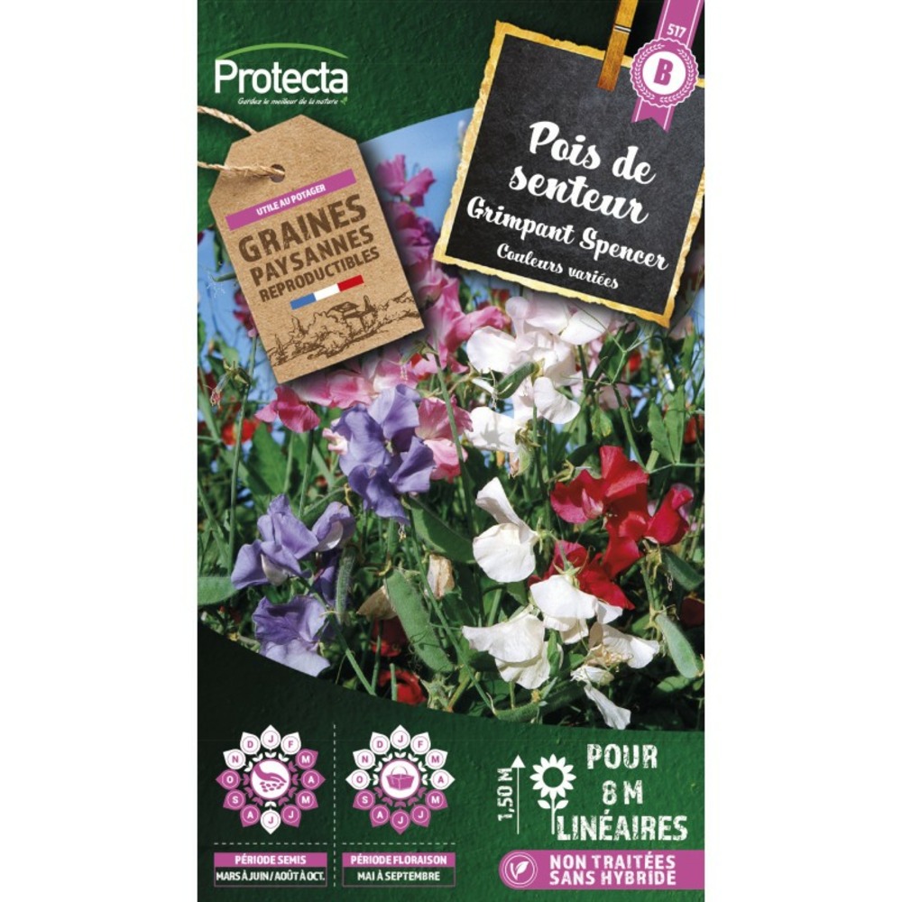 Graines paysannes - pois de senteur grimpant spencer