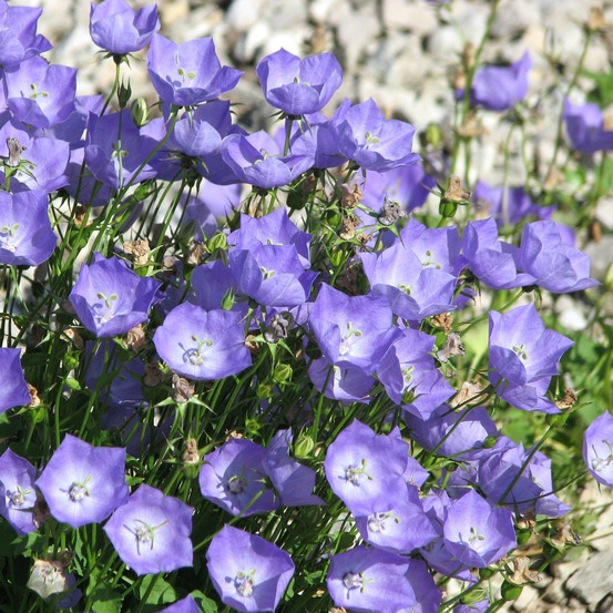 Campanule des carpates godet de 8/9 cm