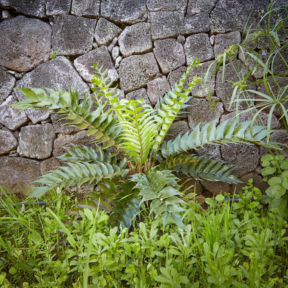 Aspidie en faux - fougère houx - le pot / ø 9cm
