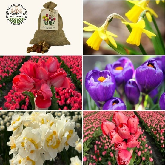 Mix sauvage durable - 100 bulbes de fleurs