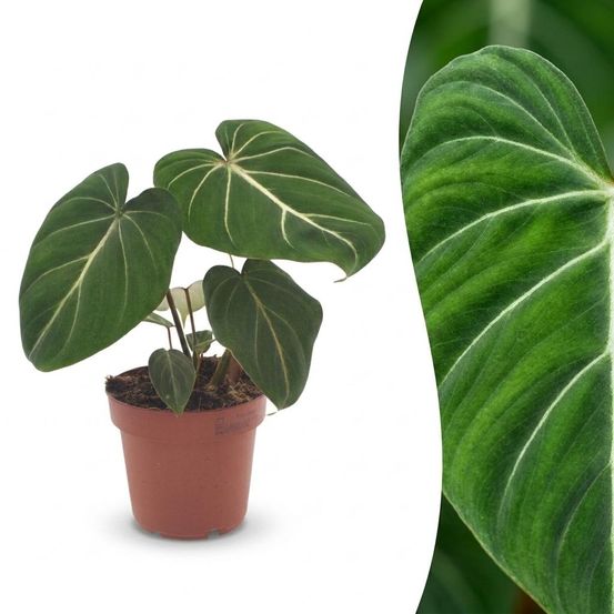 Philodendron gloriosum - pot de 12cm - plantes d'intérieur