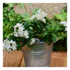 Morelle faux jasmin jasminoides alba/solanum jasminoïdes alba[-]pot de 3l - 60/120 cm