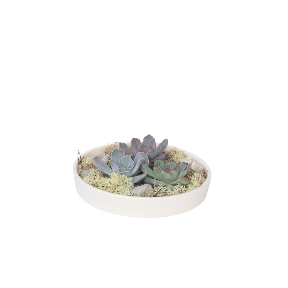 Mélange de jardin blanc - echeveria lilacina - hauteur 8cm