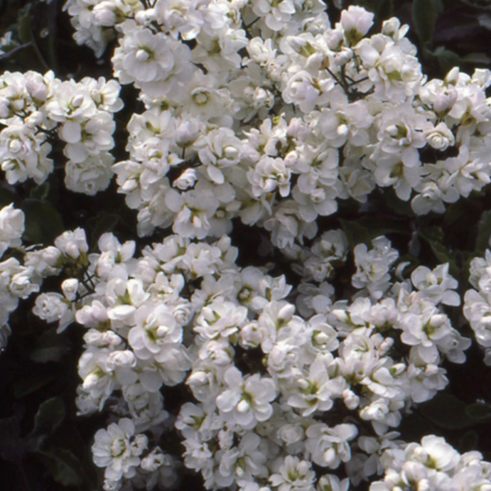 Corbeille d'argent plena lot de 9 godets