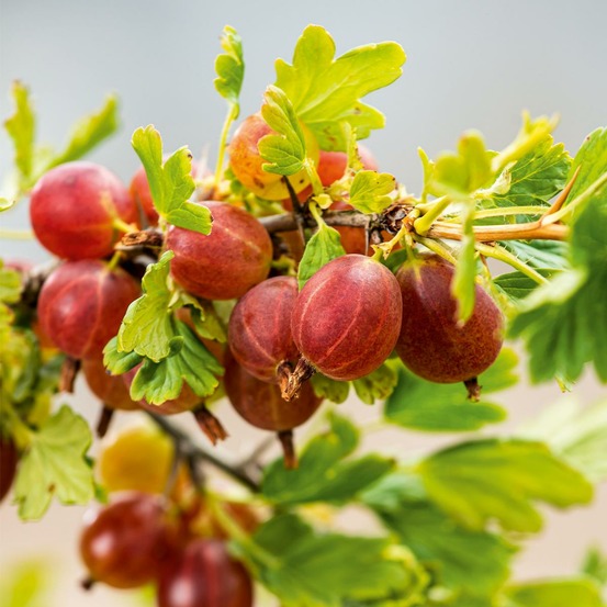 Groseillier a maquereau