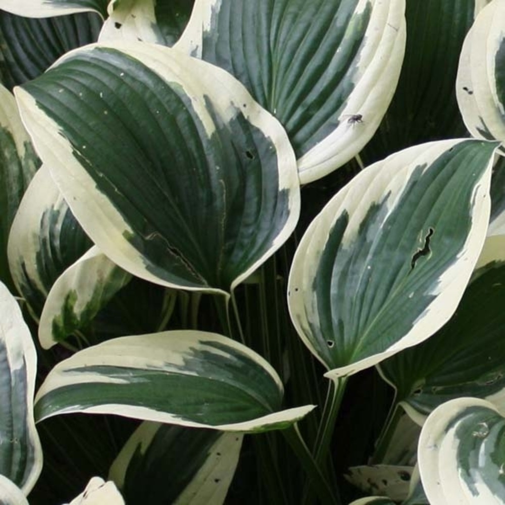 Hosta fortunei 'patriot' pot de 2l/3l