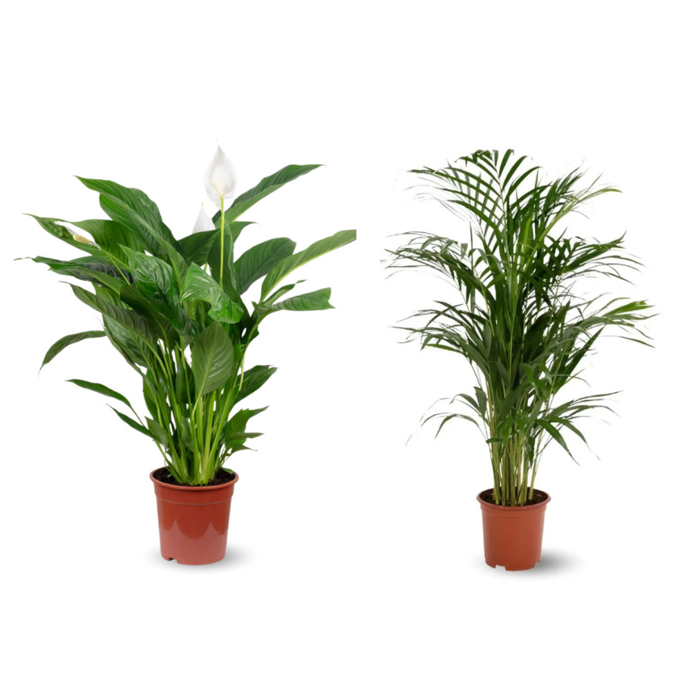 2x mélange de plantes d'intérieur - areca - spathiphyllum - lot de 2 - ↕ 70-80 cm - ⌀ 17 cm - purificateur d'air