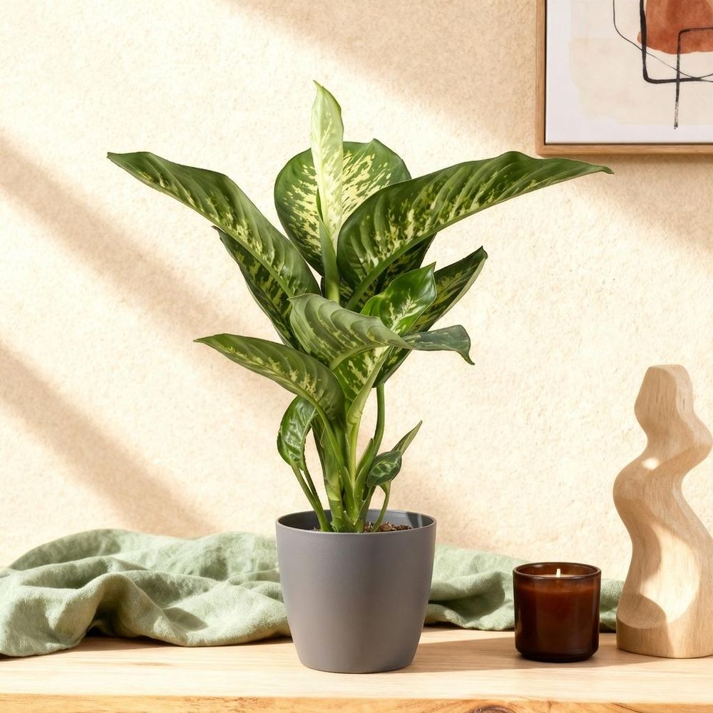 Diefenbachia tropic snow - dieffenbachia - pot de 21cm - hauteur 90-100cm