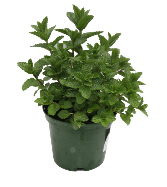 Menthe marocaine pot 14 cm